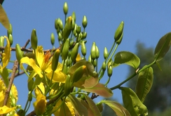 Hội Hoa xuân Kỷ Hợi 2019 có gì hấp dẫn?