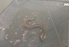 Cà Mau: Vươn lên làm giàu từ mô hình nuôi cá chình, cá bống tượng