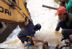 Hàng trăm người vật lộn cứu lúa