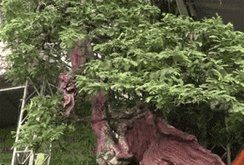 Cận cảnh cây me lũa trăm tuổi hơn nửa tỉ đồng