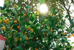 Đẹp mắt chậu tắc làm bằng đất sét giá 25 triệu dịp Tết