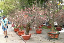 Hàng ngàn gốc đào Nhật Tân phục vụ người dân TP HCM chơi Tết