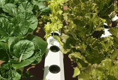 Nở rộ phong trào trồng rau sạch tại nơi làm việc