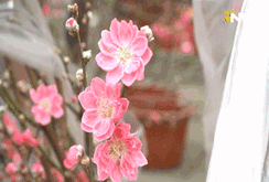 Người dân TP HCM hối hả chở đào về đón Tết