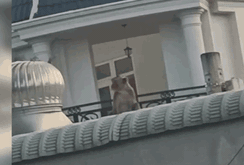 Đàn khỉ hoang "đại náo' khu dân cư ở quận 12, TP HCM