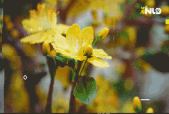 Ngỡ ngàng cây mai đất sét cao 2 mét sống động như thật