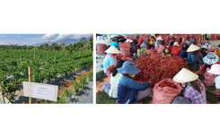 Tập đoàn CJ  mở rộng vùng nguyên liệu ớt tại Ninh Thuận