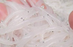 Cá hiếm: Trong như thủy tinh, mềm hơn bún Cá hiếm: Trong như thủy tinh, mềm hơn bún