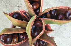 Đặc sản hạt mề gà rừng Tây Bắc 'vạn người mê' Đặc sản hạt mề gà rừng Tây Bắc 'vạn người mê'