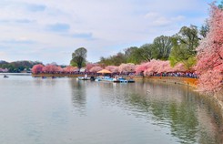 Hoa Anh Đào khoe sắc ở Mỹ Hoa Anh Đào khoe sắc ở Mỹ