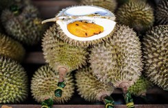 5 điều ít biết về 'vua trái cây' sầu riêng 5 điều ít biết về 'vua trái cây' sầu riêng