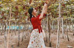 Khám phá vườn nho xanh mát, trĩu quả ở Ninh Thuận Khám phá vườn nho xanh mát, trĩu quả ở Ninh Thuận