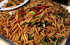 Loài người “nghiện” ăn côn trùng từ bao giờ? Loài người “nghiện” ăn côn trùng từ bao giờ?
