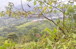 Bố chồng khuất núi để lại tài sản cho người không ai ngờ tới Bố chồng khuất núi để lại tài sản cho người không ai ngờ tới