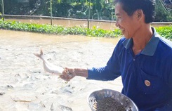 Ngắm đàn cá tự nhiên hàng ngàn con kéo đến trước nhà dân 'ăn nhờ ở đậu'. Ngắm đàn cá tự nhiên hàng ngàn con kéo đến trước nhà dân 'ăn nhờ ở đậu'.
