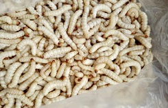 Sâu tre nửa triệu đồng/kg hút khách Sâu tre nửa triệu đồng/kg hút khách