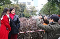 Cỏ lau tím nở rộ bên hồ Hoàn Kiếm Cỏ lau tím nở rộ bên hồ Hoàn Kiếm