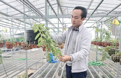 Nghệ nhân Minh Xa chia sẻ bí quyết chăm sóc hoa lan Nghệ nhân Minh Xa chia sẻ bí quyết chăm sóc hoa lan