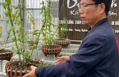 Chuyển hướng sang lan đột biến, Lê Thành Dư thành ông chủ vườn lan tiền tỉ Chuyển hướng sang lan đột biến, Lê Thành Dư thành ông chủ vườn lan tiền tỉ