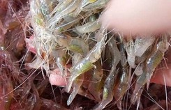 Ruốc đồng mùa nước khuyết Ruốc đồng mùa nước khuyết