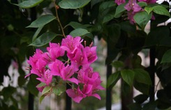 Phải lòng anh rể Phải lòng anh rể