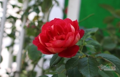 Cái giá của người phụ nữ cố tình xen vào gia đình người khác Cái giá của người phụ nữ cố tình xen vào gia đình người khác