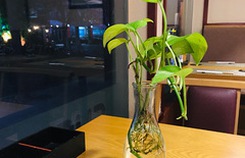 'Giữa cơm và phở, em chọn món nào...' 'Giữa cơm và phở, em chọn món nào...'