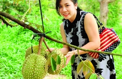 Mùa sầu riêng muộn Mùa sầu riêng muộn
