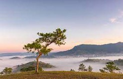 Check-in những cây cô đơn khắp Việt Nam Check-in những cây cô đơn khắp Việt Nam