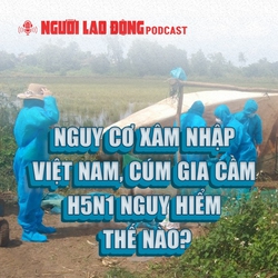Tin tức hôm nay (26-2): Nguy cơ xâm nhập Việt Nam, cúm gia cầm H5N1 nguy hiểm thế nào?
