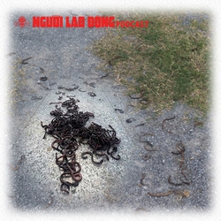 Vì sao giun đất trồi lên la liệt ở Quảng Trị?