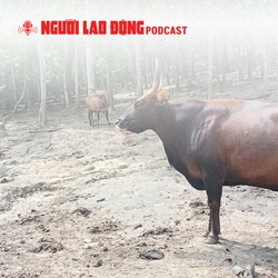 Phản hồi về hình ảnh "đàn bò tót lai ốm trơ xương” bất ngờ gây xôn xao mạng xã hội 