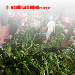 Sau 2 buổi tổng hợp luyện diễu binh: Hàng ngàn m2 hoa, cây cảnh bị giẫm đạp, mất trộm
