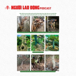 Gỡ nút thắt những điểm gây tranh luận vụ 42 gốc mai vàng “không giấy tờ” ở Côn Đảo