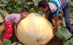 Ngắm bí ngô khổng lồ ở Đà Lạt sẵn sàng cho lễ Halloween