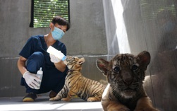 "Biệt đội" cứu hộ thú rừng ở Pù Mát