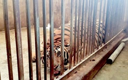 Vụ nuôi nhốt 17 con hổ trái phép trong nhà dân: Bàn giao 8 con hổ cho vườn thú Hà Nội