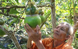 Tất bật tạo hình trái cây "độc", lạ