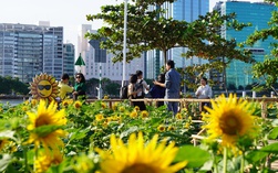 Vườn hoa hướng dương ven sông Sài Gòn nườm nượp  khách ngày đầu năm