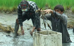 CLIP: Đã mắt với nông dân thu hoạch tôm trên đất ruộng lúa