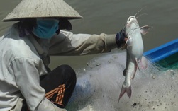 CLIP: Trải nghiệm bắt cá vồ chó trên sông ở Cà Mau
