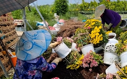 Nhà vườn Sa Đéc nhổ bỏ hoa trước ngày 30 Tết