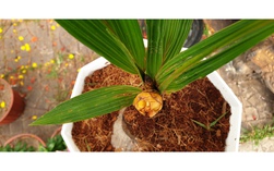 CLIP: Cận cảnh cây dừa độc lạ ở Cà Mau