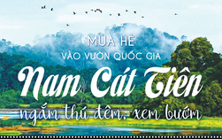 Mùa hè vào Vườn Quốc gia Nam Cát Tiên ngắm thú đêm, xem bướm