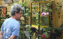 Ngắm nhìn "hẻm xanh" giữa lòng đô thị