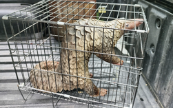 Phát hiện loài thú quý hiếm thuộc Sách Đỏ, người dân ở TP HCM bắt giao kiểm lâm