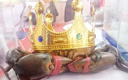 Thông tin mới quan trọng về tìm "vua cua" Cà Mau