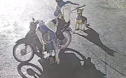 Nhóm trộm chó manh động, dùng vỏ chai thủy tinh và ớt bột chống trả người truy bắt