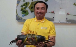Tiết lộ bất ngờ về giống cua vừa... đăng quang "vua cua" Cà Mau