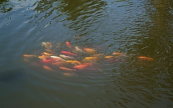 Làng nghề đậm chất miền Tây giữa lòng TP HCM